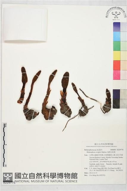 海桐生蛇菰藏品圖，第1張