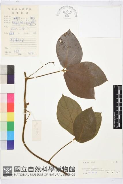 鈍齒鐵線蓮藏品圖，第1張