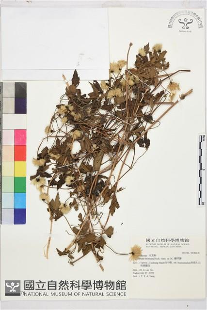 繡球藤藏品圖，第1張