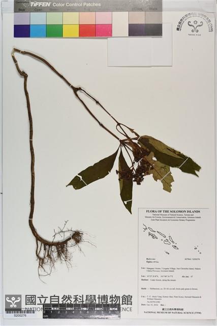 登錄號:S200276藏品圖，第1張