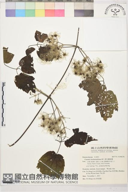 銹毛鐵線蓮藏品圖，第1張