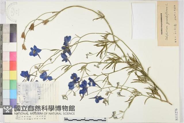 大花飛燕草藏品圖，第1張