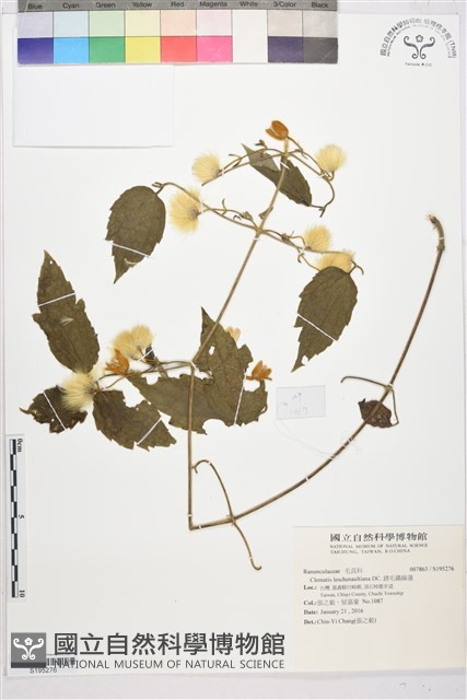 銹毛鐵線蓮藏品圖，第1張