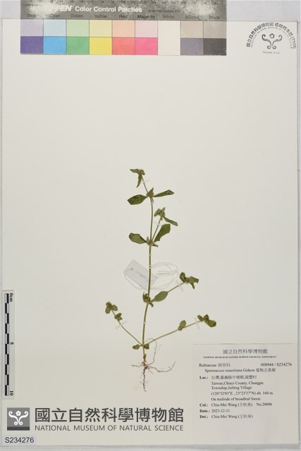 蔓鴨舌黃舅藏品圖，第1張