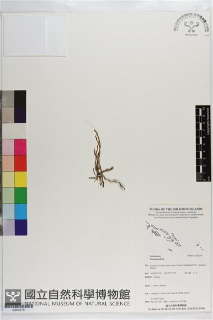 登錄號:S203276藏品圖，第1張