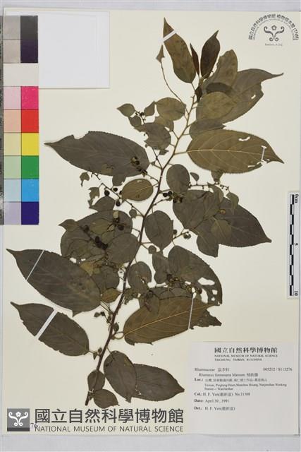 桶鉤藤藏品圖，第1張