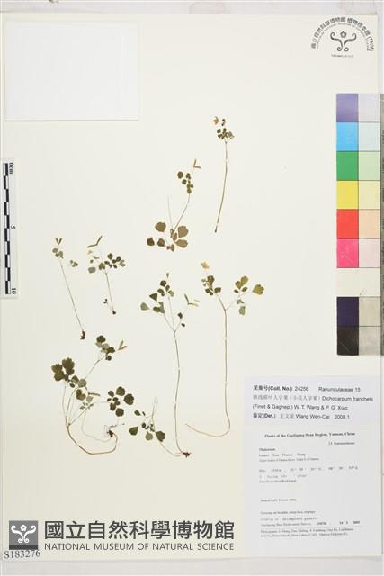 小花人字果藏品圖，第1張