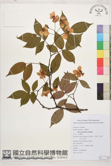山薔薇藏品圖，第1張