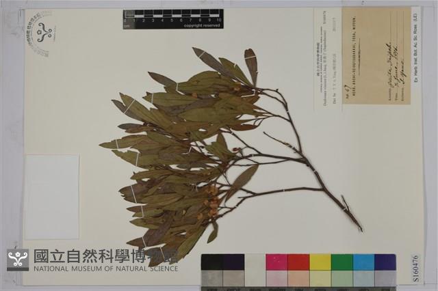 車桑子藏品圖，第1張