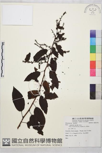 登錄號:S081476藏品圖，第1張