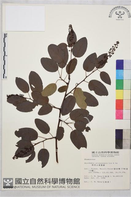 阿里山黃鱔藤藏品圖，第1張