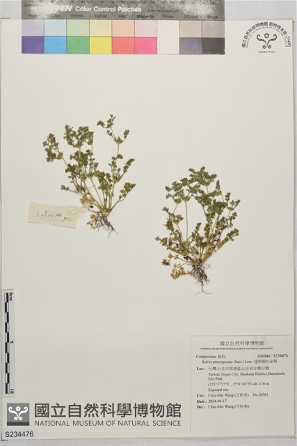 翅果假吐金菊藏品圖，第1張