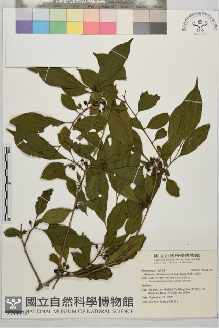畢祿山鼠李藏品圖，第1張