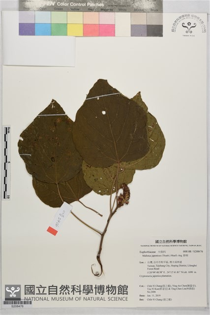 野桐藏品圖，第1張