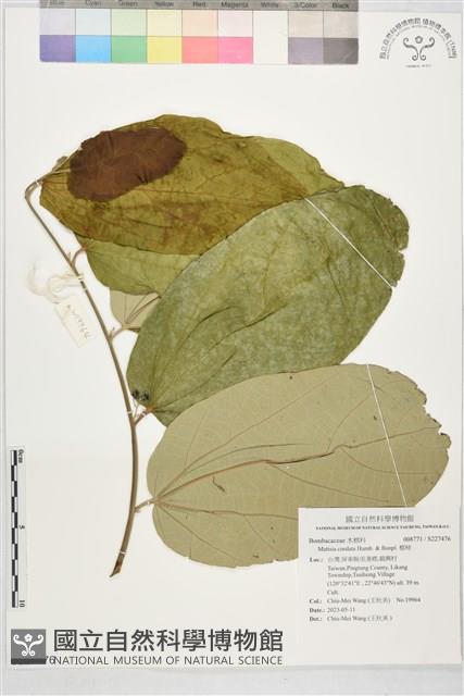 椰柿藏品圖，第1張