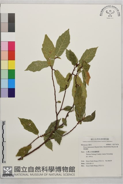 菱葉濱榕藏品圖，第1張