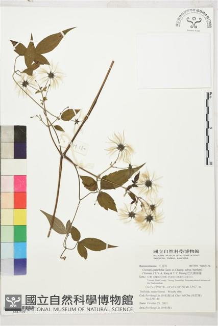 巴氏鐵線蓮藏品圖，第1張