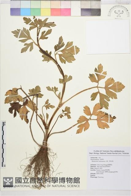 水辣菜、禺毛茛藏品圖，第1張