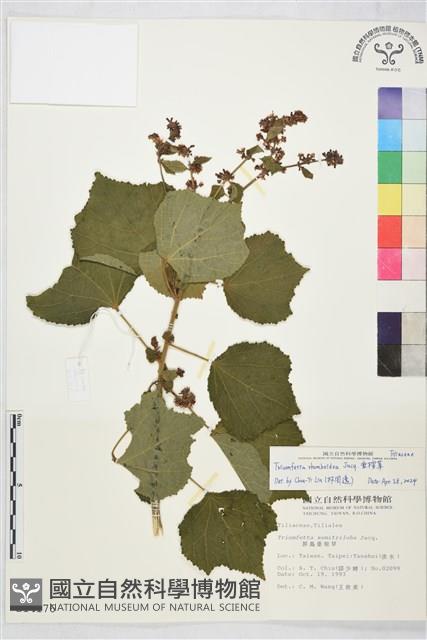 刺蒴麻藏品圖，第1張