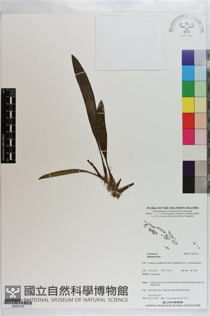 登錄號:S203176藏品圖，第1張
