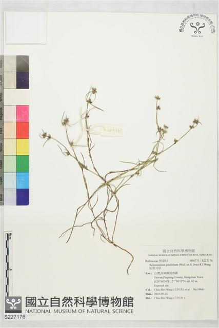 松葉耳草藏品圖，第1張