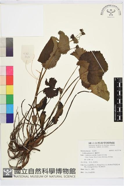 驢蹄草藏品圖，第1張