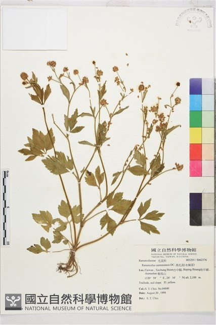 水辣菜、禺毛茛藏品圖，第1張