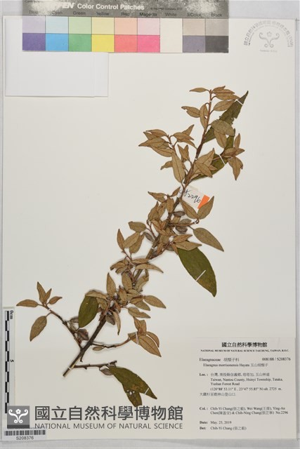 玉山胡頹子藏品圖，第1張
