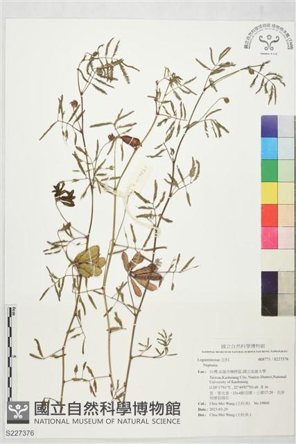 登錄號:S227376藏品圖，第1張