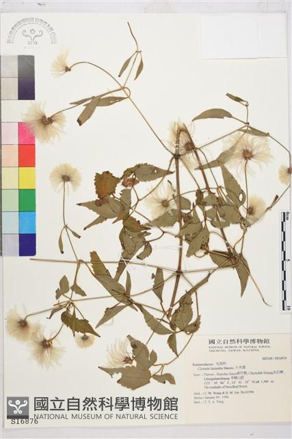 Accession Number:S016876 Collection Image, Figure 2, Total 2 Figures