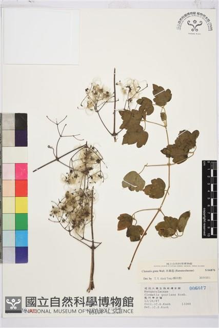 Accession Number:S166876 Collection Image
