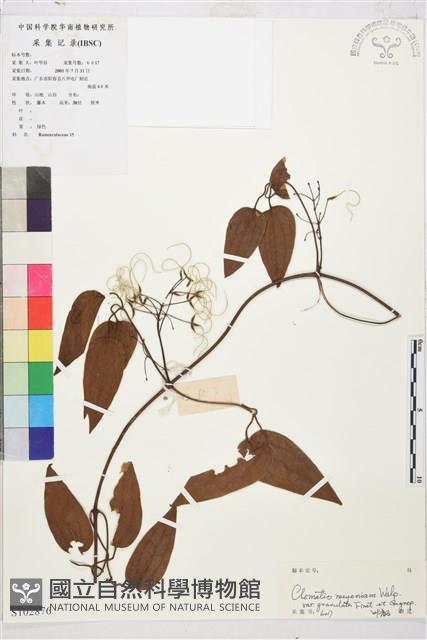 沙葉鐵線蓮藏品圖，第1張