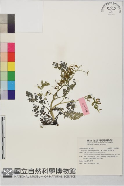彎果黃菫藏品圖，第1張