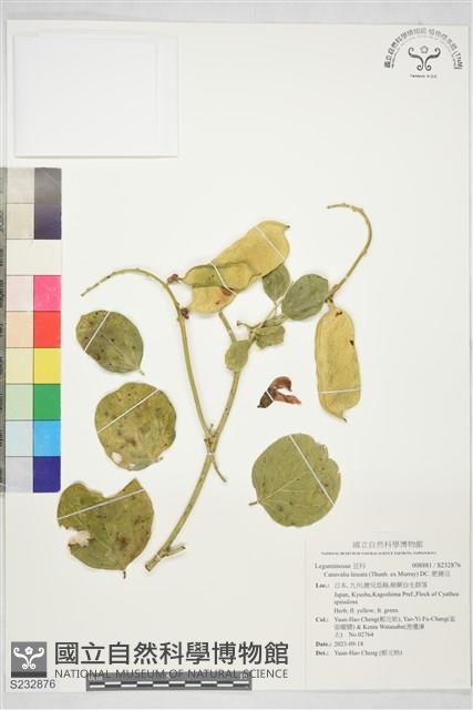 肥豬豆藏品圖，第1張