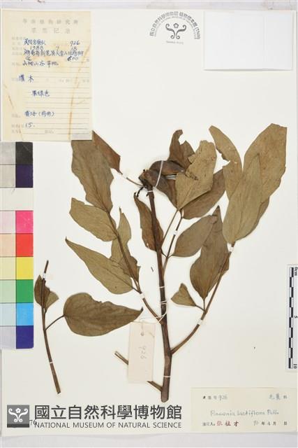 芍藥藏品圖，第1張