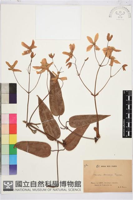 小木通藏品圖，第1張