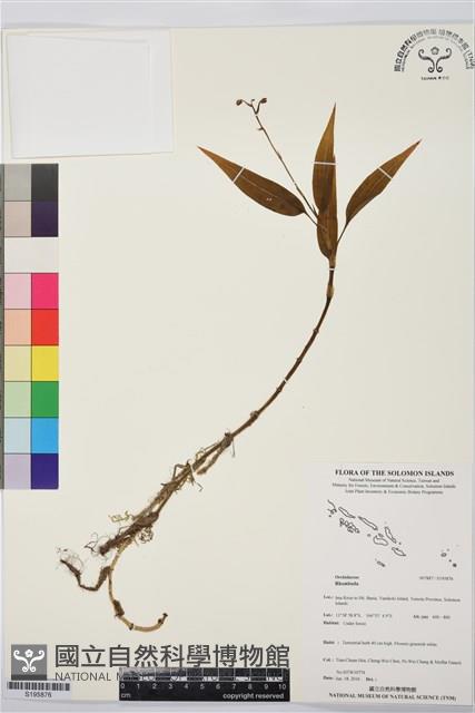 登錄號:S195876藏品圖，第1張