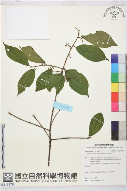 鈍齒鼠李藏品圖，第1張