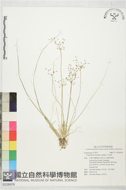 木虱草藏品圖，第1張