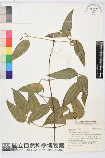 登錄號:S196976藏品圖，第1張