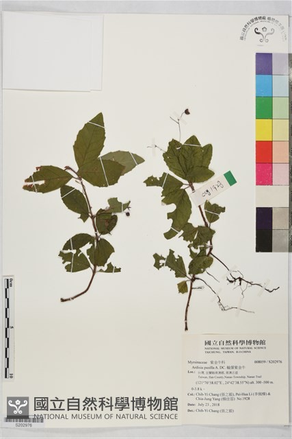 輪葉紫金牛藏品圖，第1張
