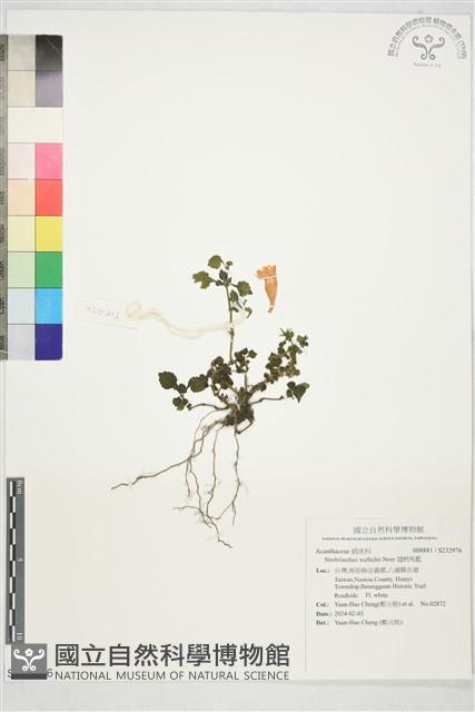 翅柄馬藍藏品圖，第1張