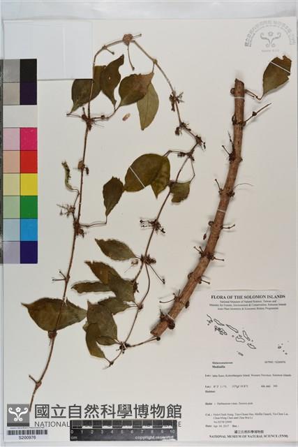 登錄號:S200976藏品圖，第1張