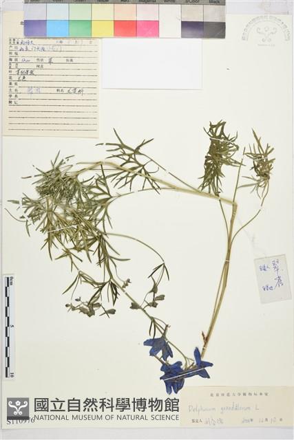 大花飛燕草藏品圖，第1張