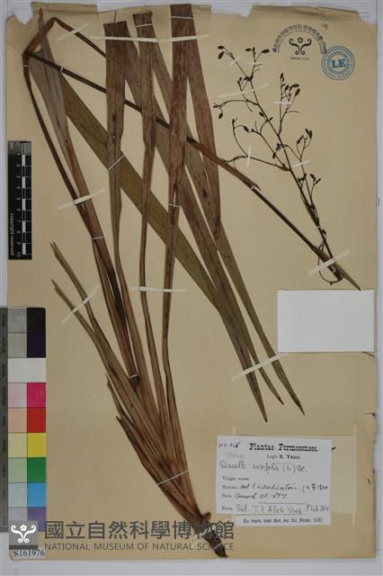 桔梗蘭藏品圖，第1張