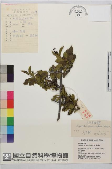 對節木藏品圖，第1張