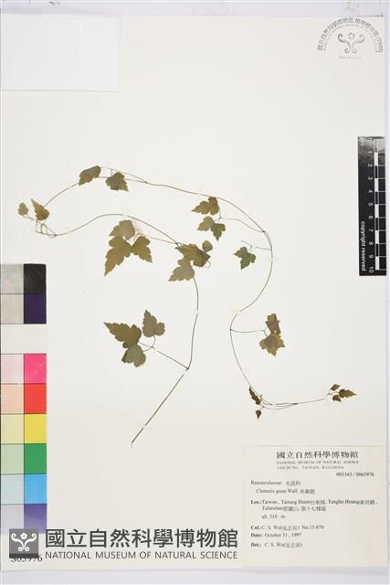 串鼻龍藏品圖，第1張