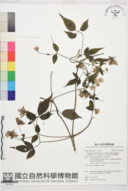 巴氏鐵線蓮藏品圖，第1張