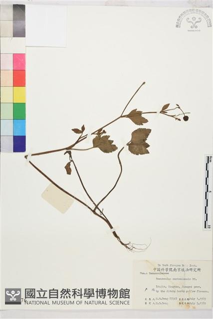 水辣菜、禺毛茛藏品圖，第1張