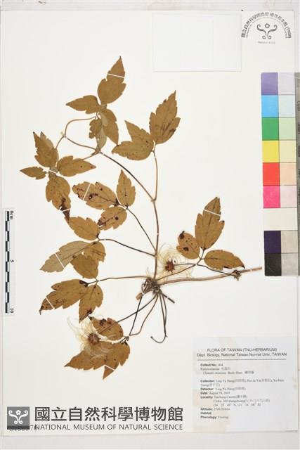 繡球藤藏品圖，第1張